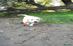 Mixed Breed dogs for adoption: 💙🐶 DALE 🐶💙 - Image 3