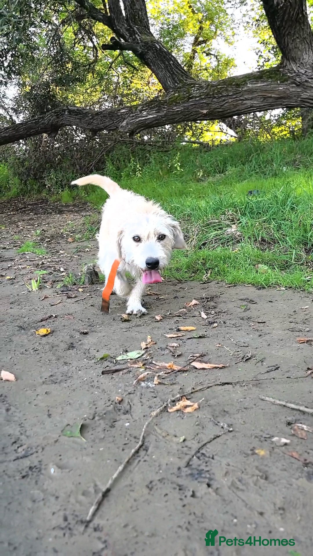 Mixed Breed dogs for adoption: 💙🐶 DALE 🐶💙 - Image 3