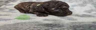 Toy Poodle 2