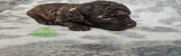 Toy Poodle dogs for sale: Toy poodle puppies  in Manchester - Advert 7