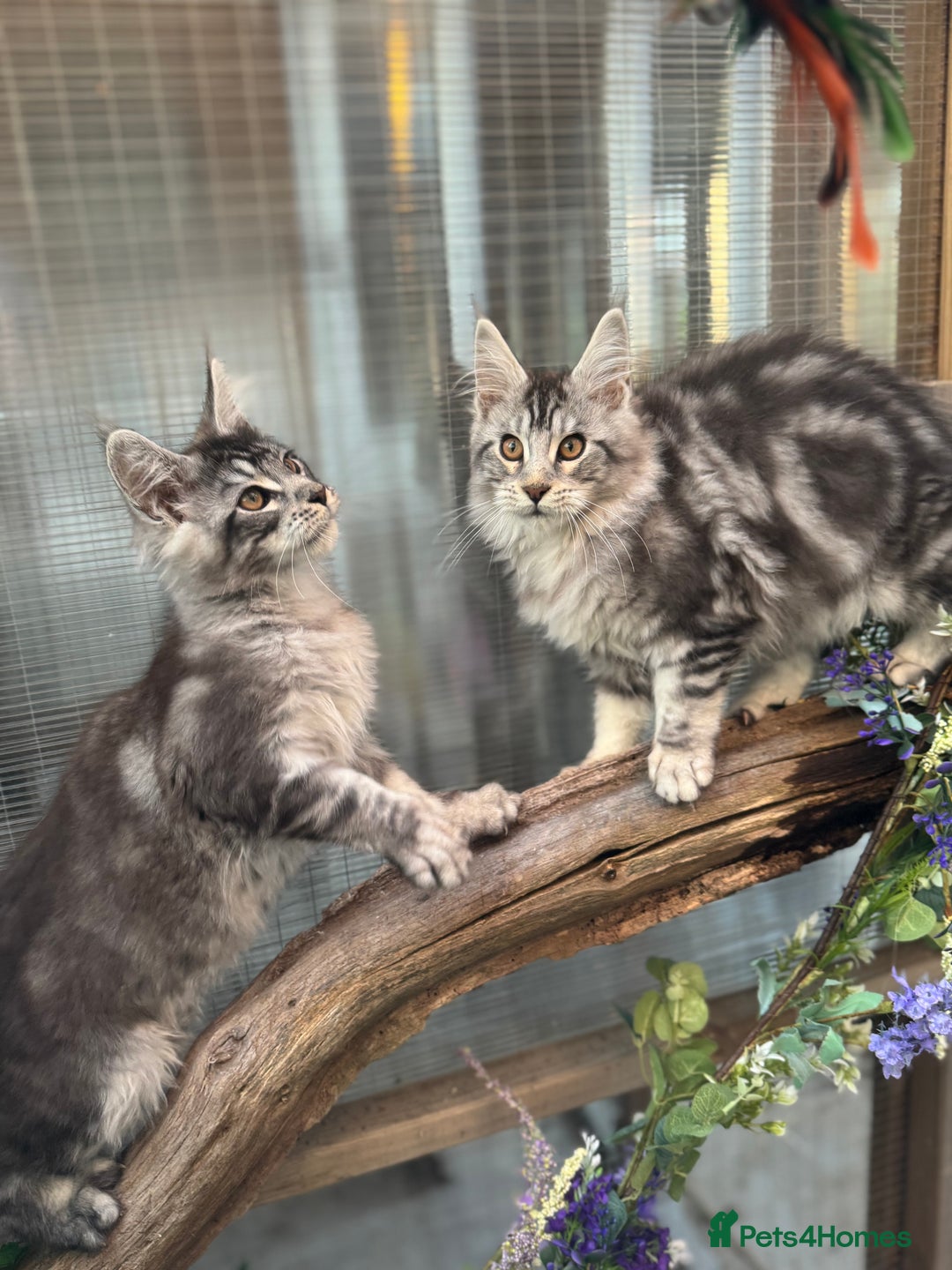 Maine Coon cats for sale: Stunning silver/black tabby MC boys available  - Advert 7
