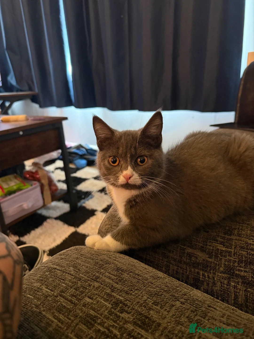 Mixed Breed cats for sale: Sweet kitten - Advert 1