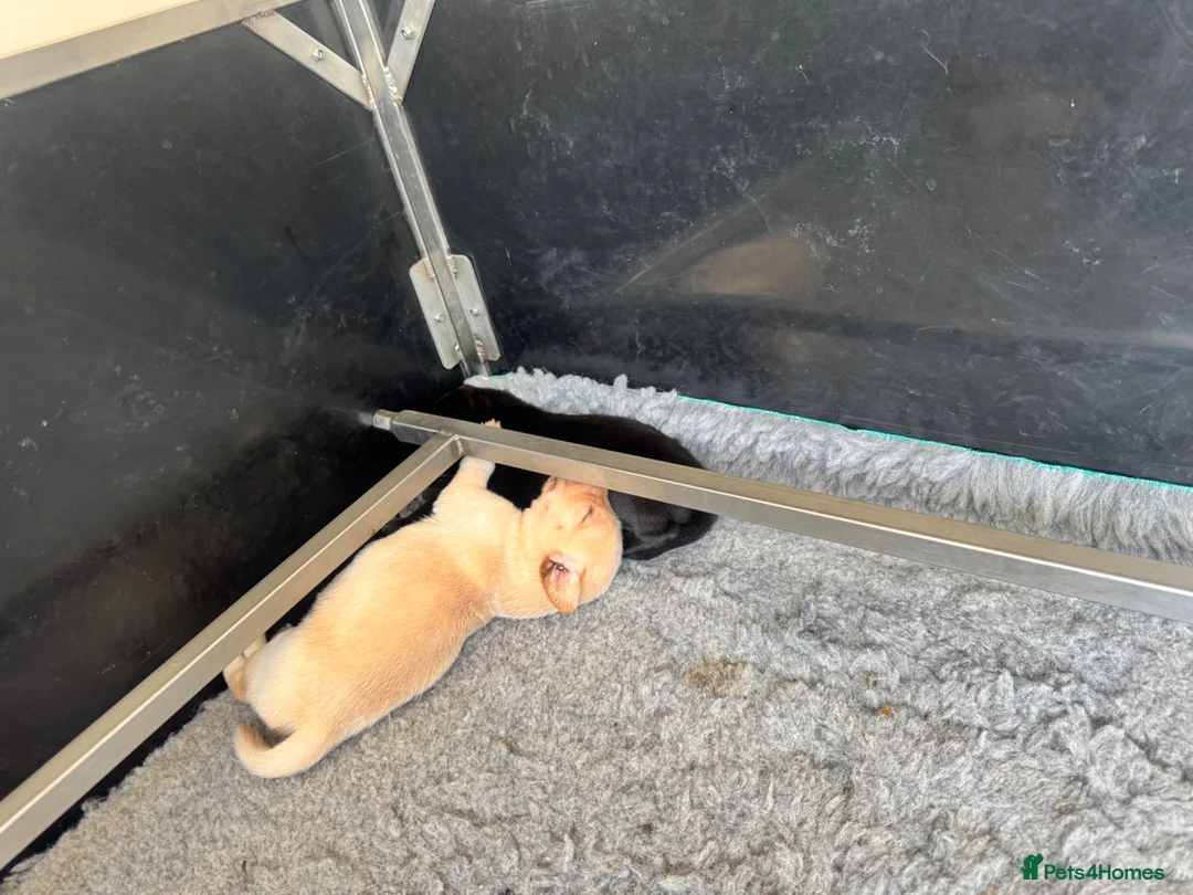 Labrador Retriever dogs for sale: KC Registered Working Labrador Pups  - Advert 2