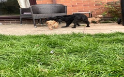 Cocker Spaniel dogs for sale: KC registered cocker spaniel pups for sale  - Image 23