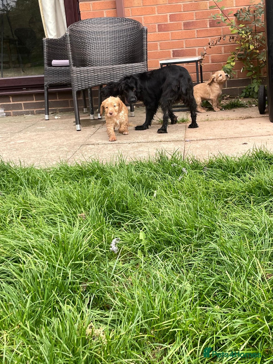 Cocker Spaniel dogs for sale: KC registered cocker spaniel pups for sale  - Image 23