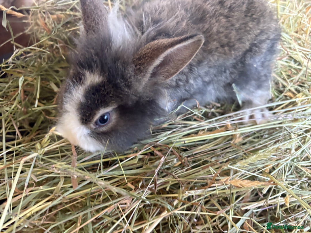 Mixed Breed rabbits for sale: Mixed breed rabbits ready now - Advert 7