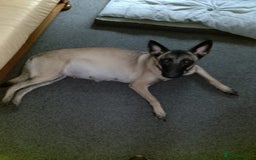 Belgian Shepherd Dog dogs for sale: Belgian Mallinois Male pups for sale - Image 2