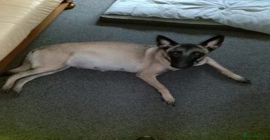 Belgian Shepherd Dog dogs - Advert 10