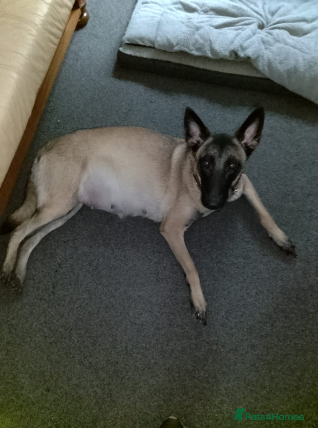 Belgian Shepherd Dog dogs for sale: Belgian Mallinois Male pups for sale - Image 2