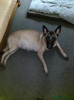 Belgian Shepherd Dog dogs - Advert 10