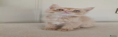 Orange collar boy