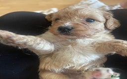 Cavapoo dogs for sale: Adorable toy Cavapoo pups apricot or fox red  - Image 14