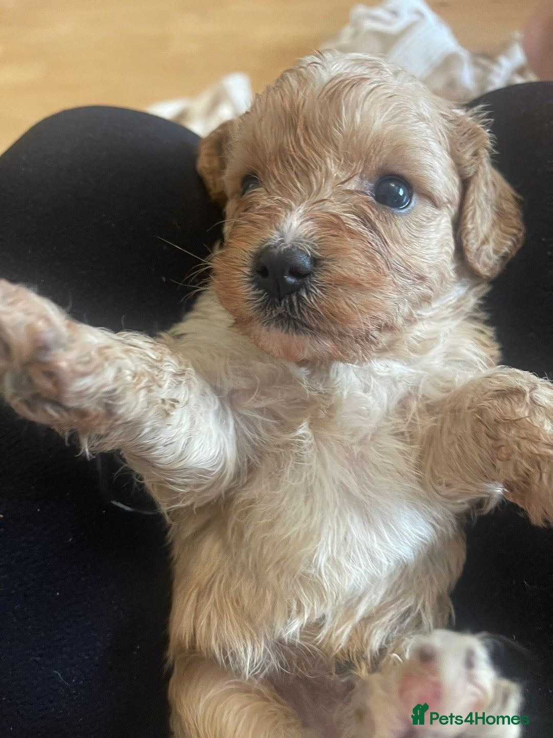 Cavapoo dogs for sale: Adorable toy Cavapoo pups apricot or fox red  - Image 14