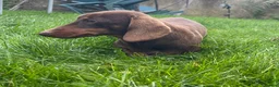 Miniature Dachshund dogs for sale: Adults females miniature dachshunds  - Advert 5