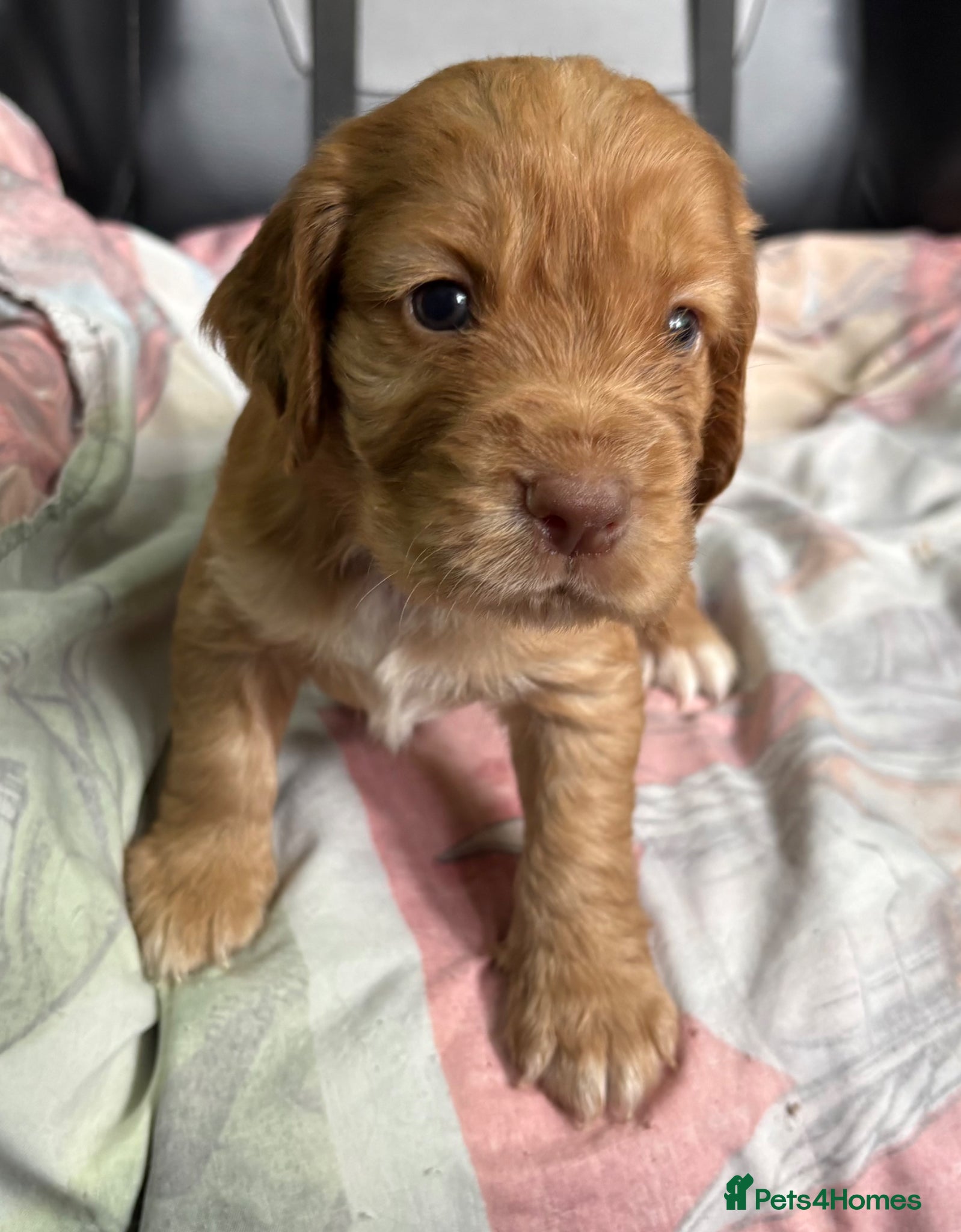 Cocker Spaniel dogs KC GOLDEN WORKING COCKERS HEALTH TESTED PARENTS !! - Advert 1