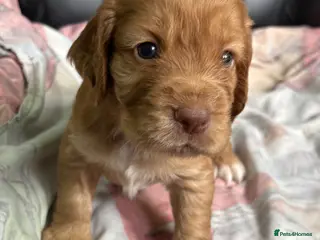 Cocker Spaniel dogs for sale: KC GOLDEN WORKING COCKERS HEALTH TESTED PARENTS !! - Advert 1