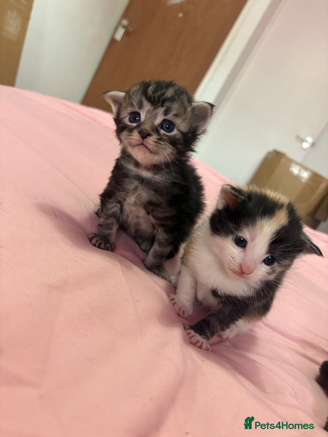 Maine Coon cats for sale: 7 adorable maincoon kittens  - Advert 13