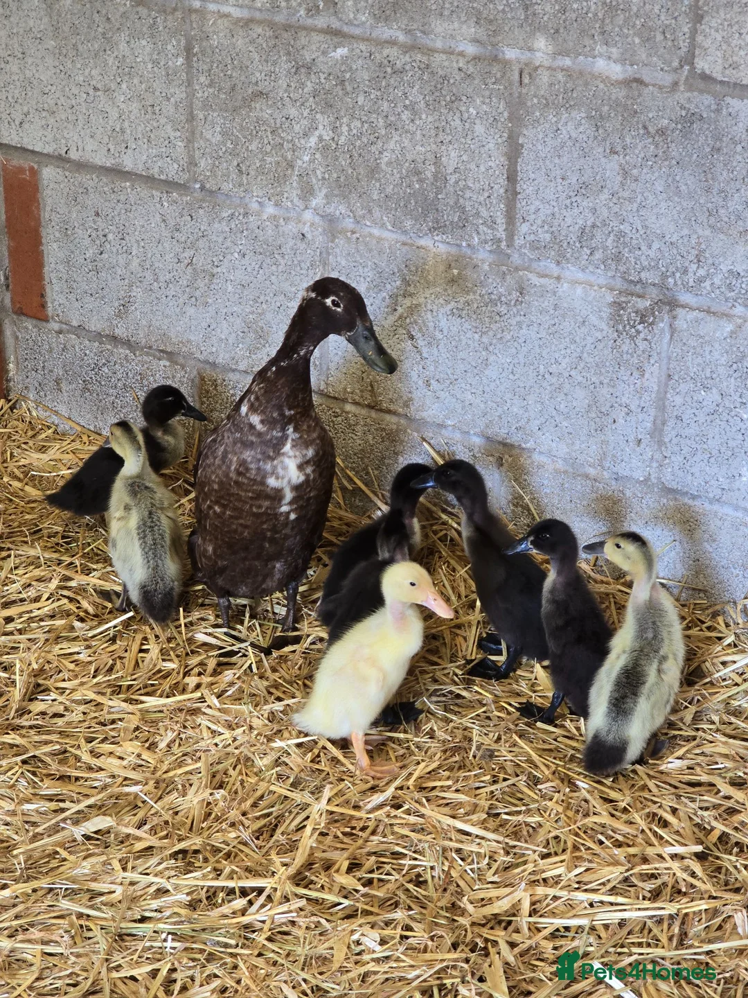 Ducks poultry for sale: Runner ducklings - Advert 1