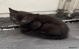 Mixed Breed cats for sale: 3 kittens  - Image 3
