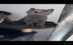 British Shorthair cats for sale: Pure breed British shorthairs  - Image 20