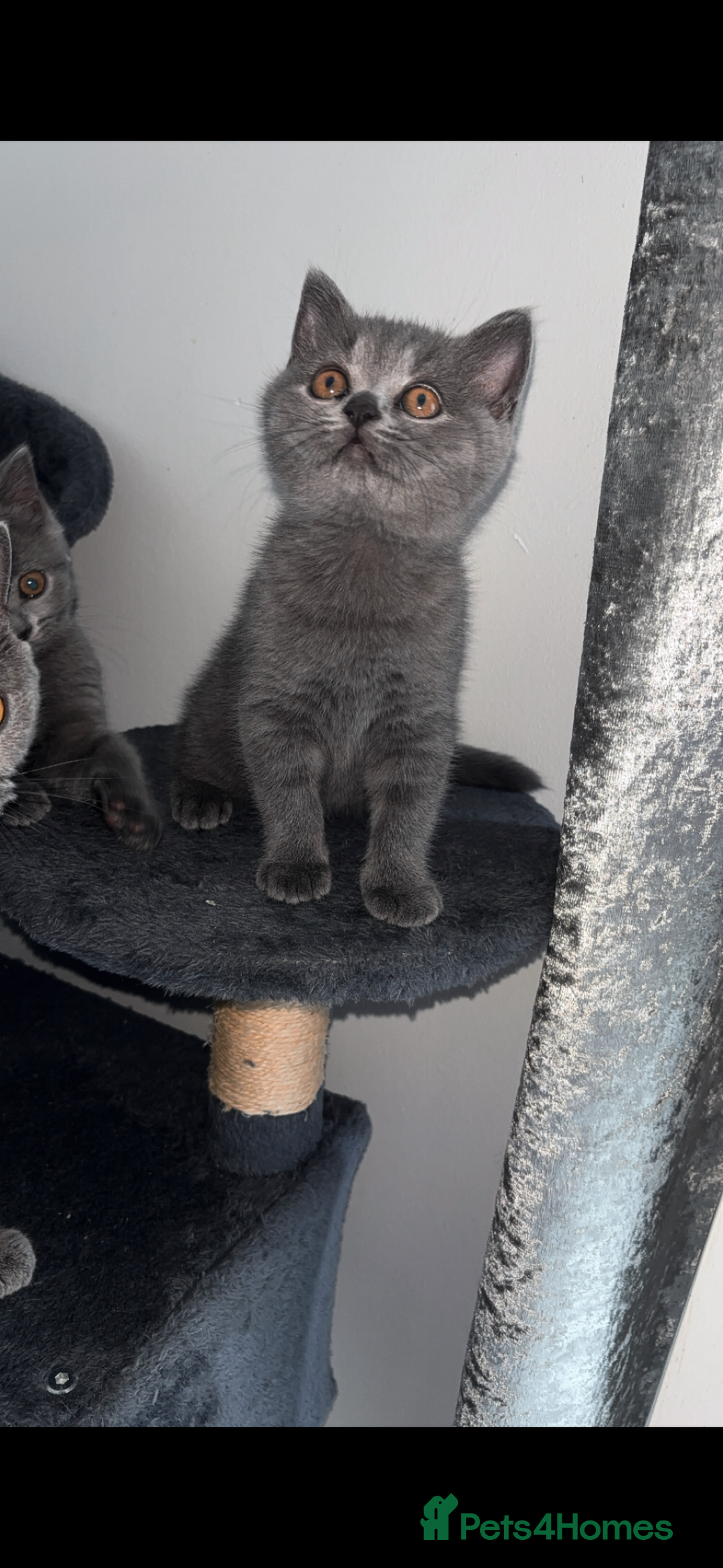 British Shorthair cats for sale: Pure breed British shorthairs  - Image 20