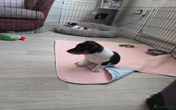 Jack Russell dogs for sale: Tricolour short legs Jack Russell  - Image 38