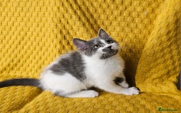Mixed Breed cats for sale: 2 outstanding beauty girls  - Image 9