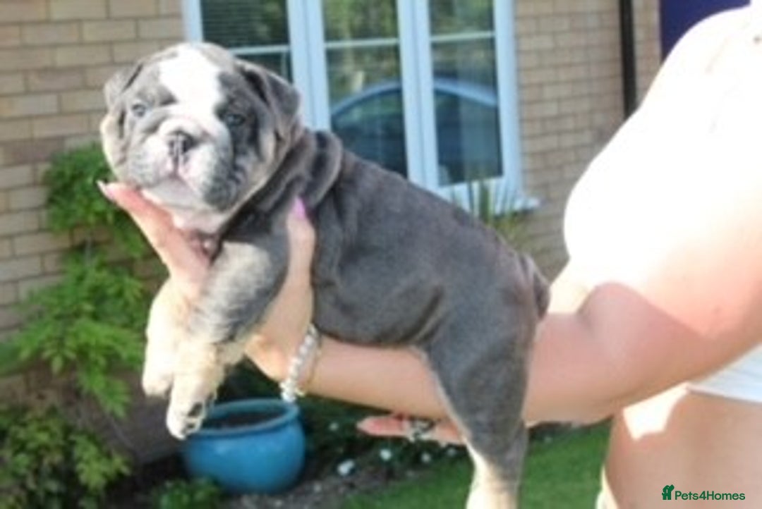 English Bulldog dogs for sale: *REDUCED* English Bulldog Puppies - Image 16