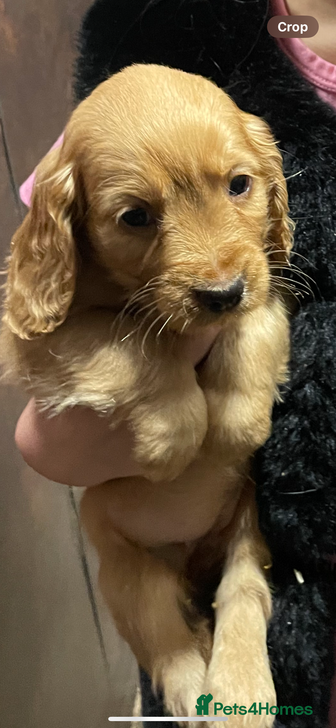 Cocker Spaniel dogs for sale: Cocker Spaniel Puppies - Advert 7