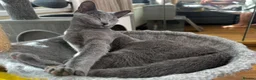 Russian Blue cats for sale: Lats one! Beautiful Russian Blue female kitten  - Advert 5