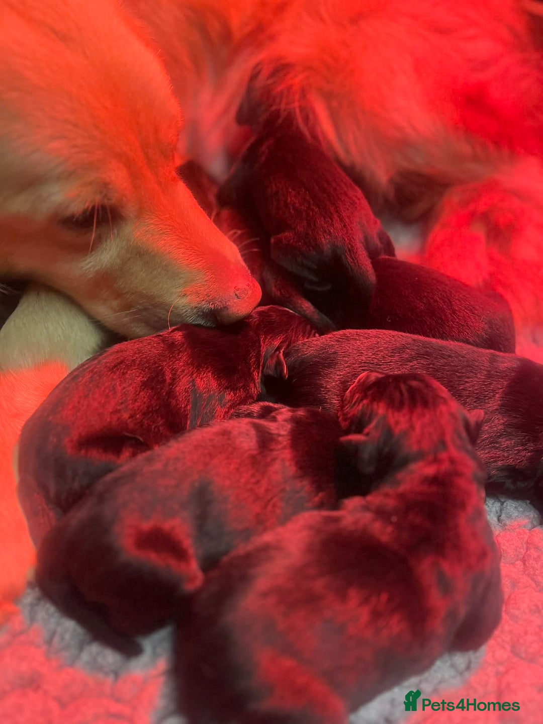 Golden Retriever dogs for sale: Beautiful Bernese Mountain Dog x Golden Retrievers - Advert 11