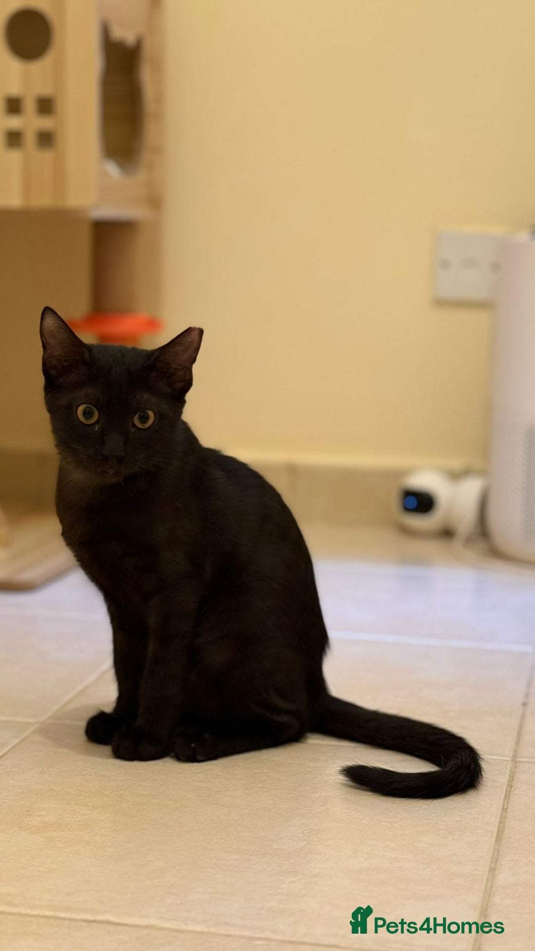 Mixed Breed cats for adoption: [Indoors Only] Lovely & Playful Trio Brothers - Advert 13