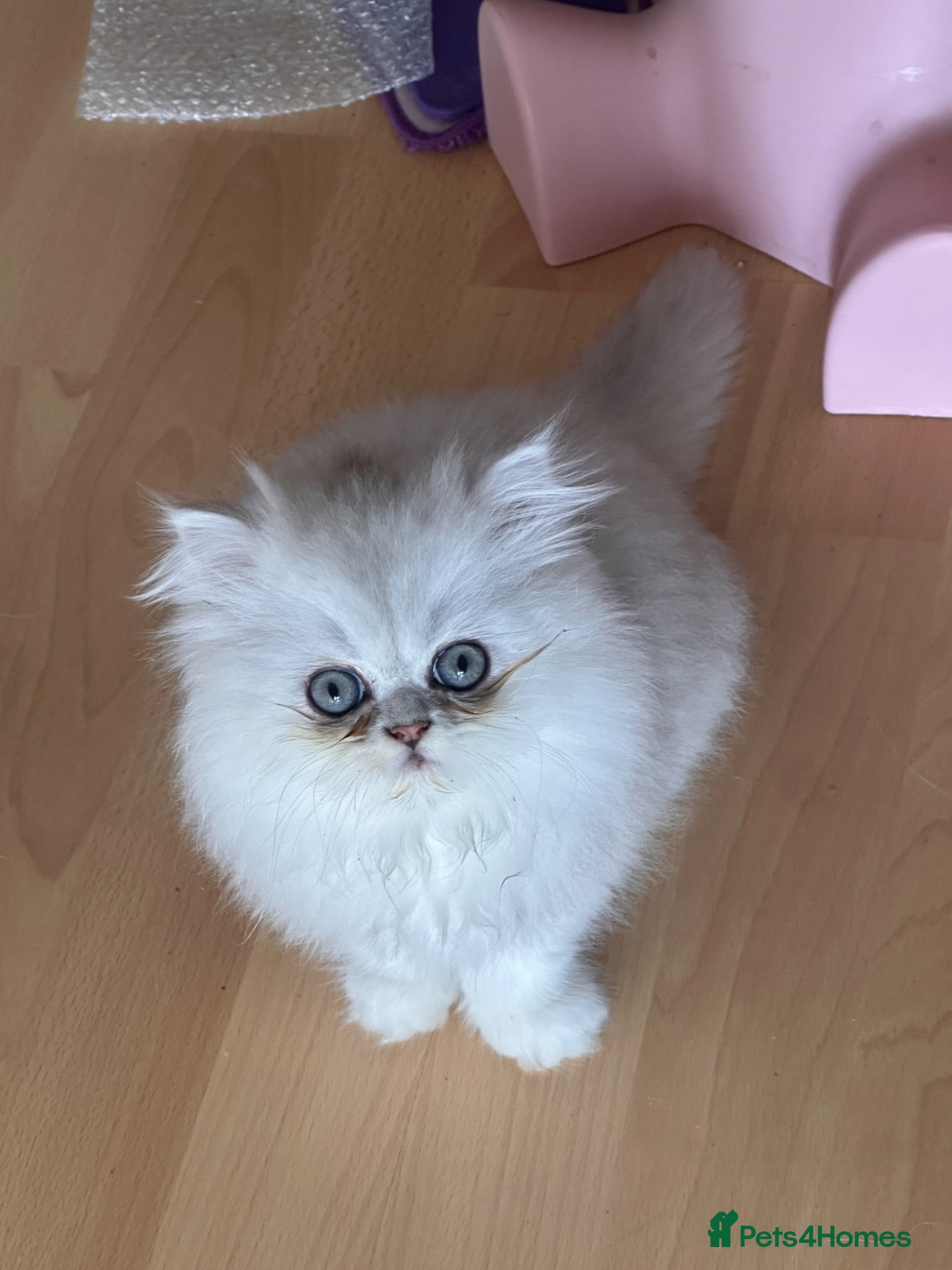 Persian cats Persian Kitten - Adorable Silver tipped chinchilla - Advert 4