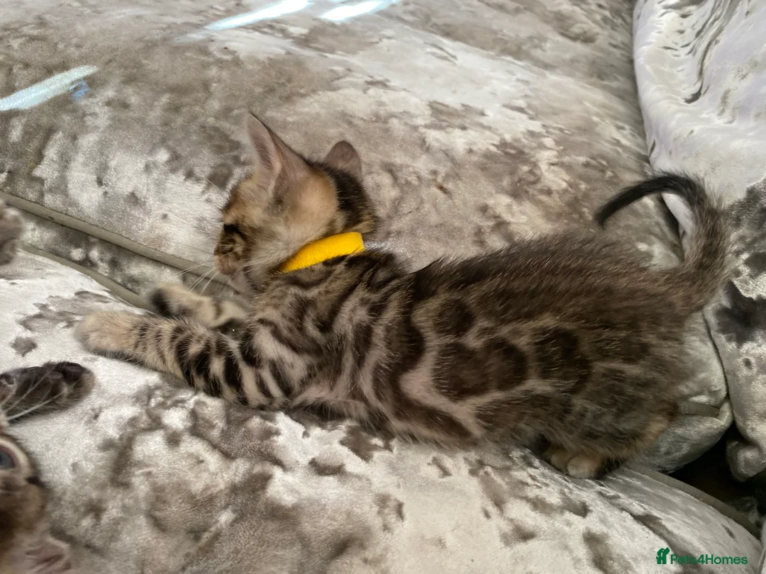 Bengal cats for sale: Silver and Brown Pedigree Bengal Kittens For Sale  - Advert 3