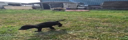 Mixed Breed dogs for sale:  Lovely  Malamute x black Labrador  puppies   - Advert 9