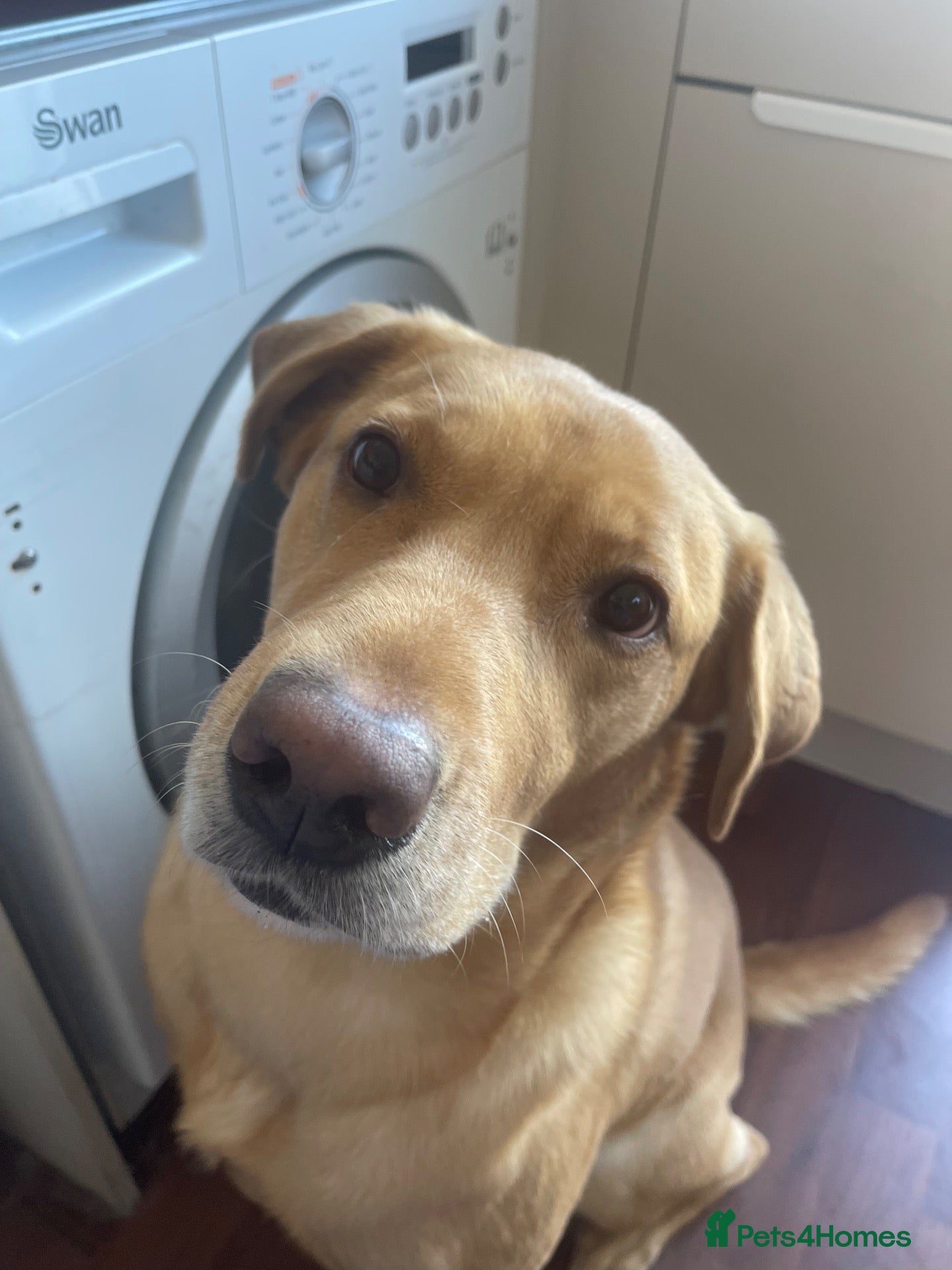 Labrador Retriever dogs 4 year old male golden Labrador  - Advert 1