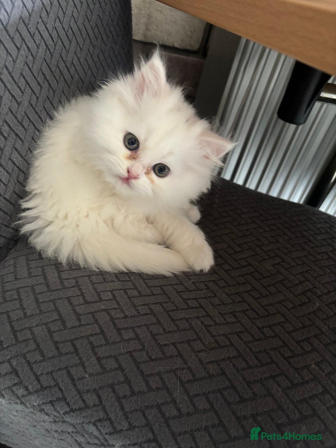 Persian cats for sale: Persian kittens for sale - Image 13