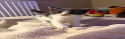 Domestic Shorthair cats for sale: 6 Short/Medium furred kittens  - Advert 4