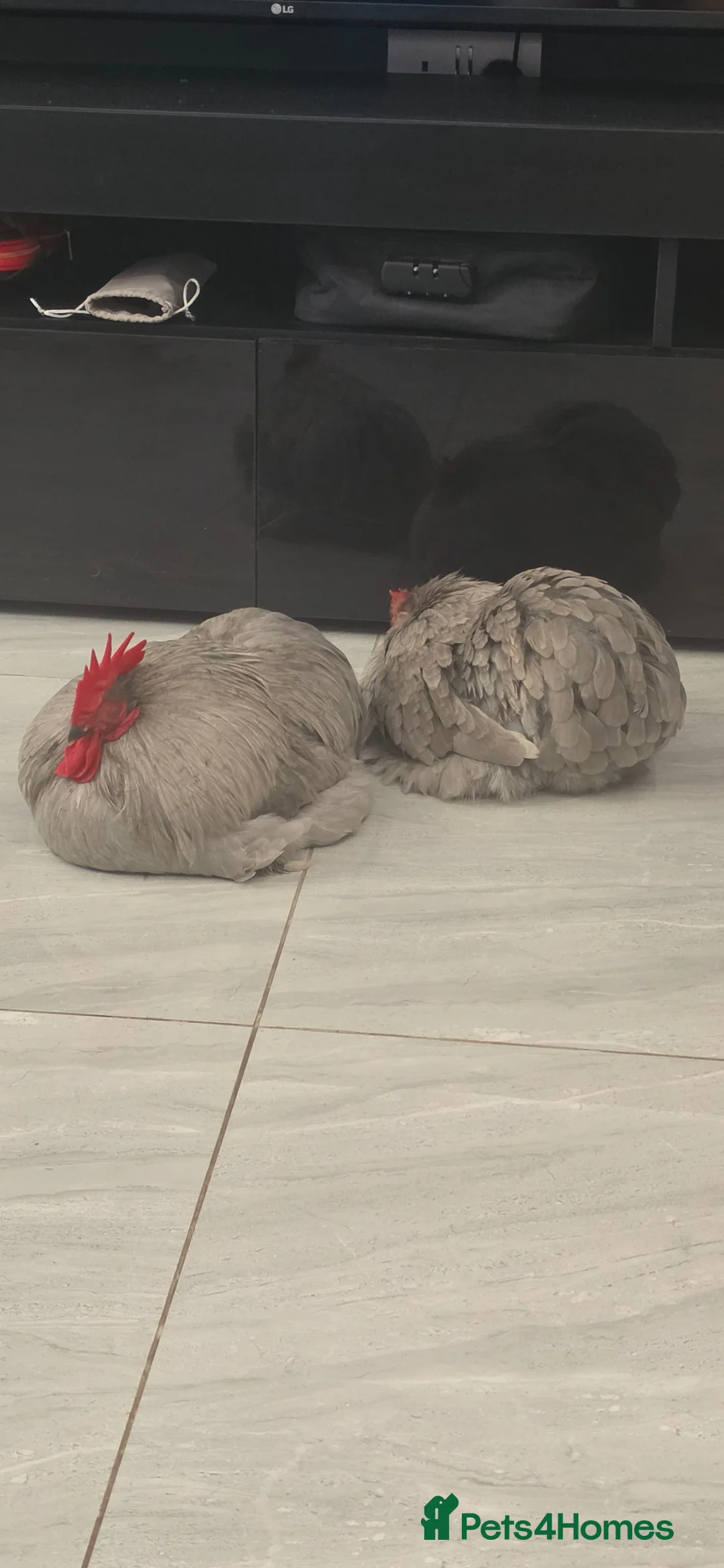 Chickens poultry for sale: Lavender pekin bantam  in Mansfield - Advert 2