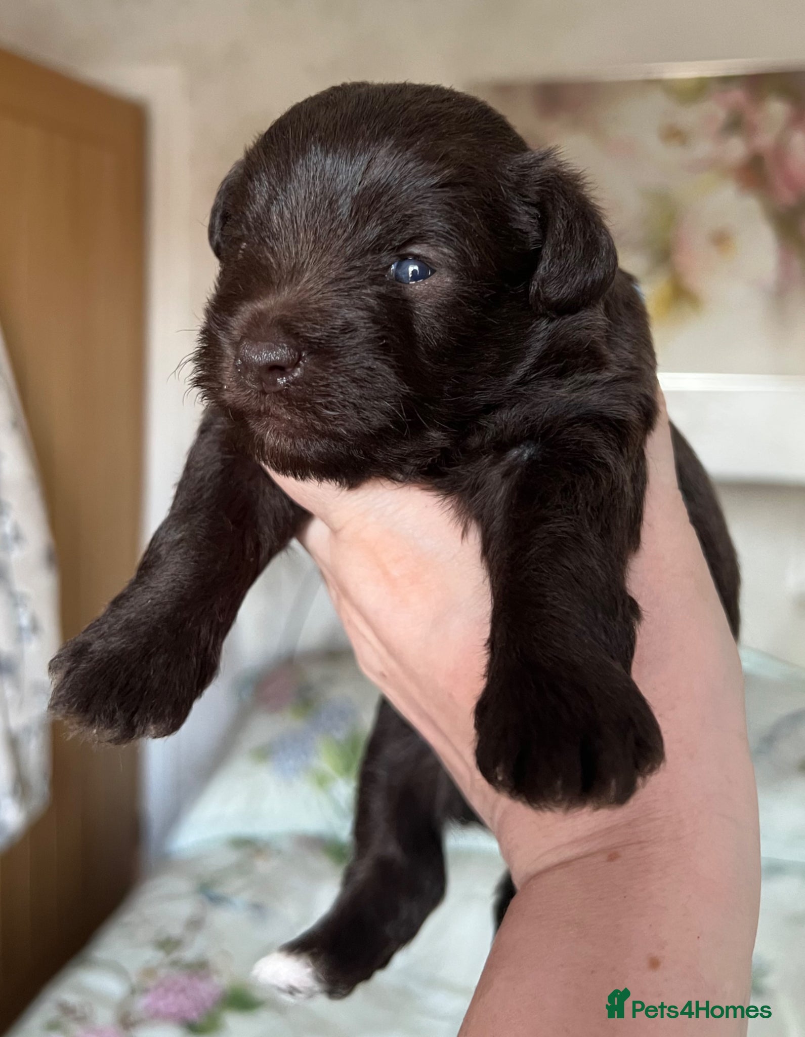 Miniature Schnauzer dogs KC MAC/BVA Chocolate Boy Miniature Schnauzers - Advert 12