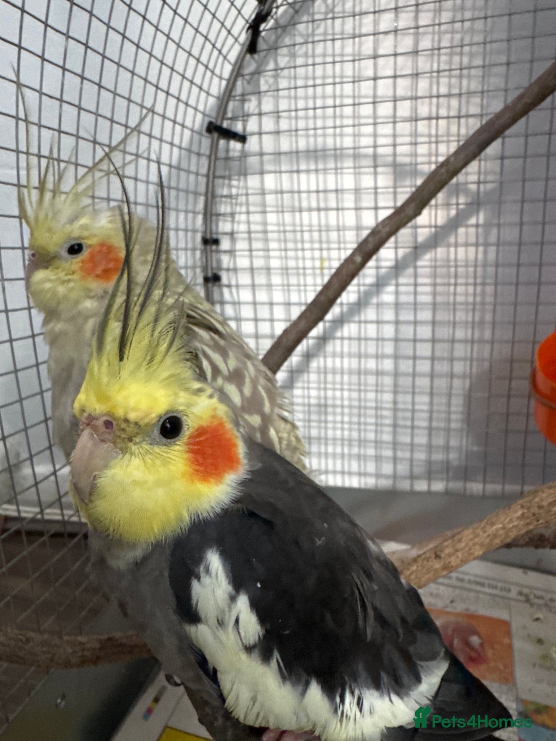 Cockatiels birds for sale: Beautiful Pair of Cockatiels – Healthy & Friendly - Image 5