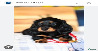 Miniature Dachshund dogs - Advert 7