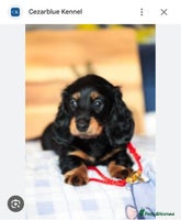 Miniature Dachshund dogs - Advert 7