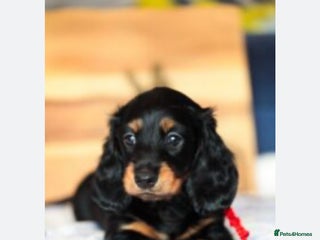Miniature Dachshund dogs Russian Pedigree Miniature Dachshunds - Advert 5