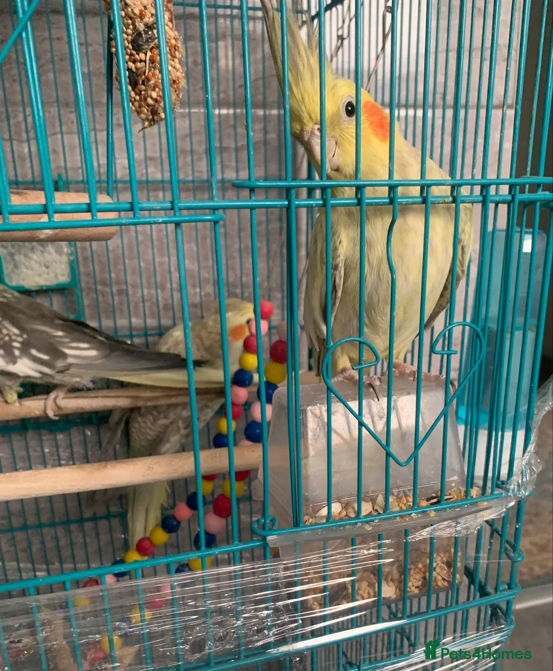 Cockatiels birds for sale: 3 cockatiels  - Advert 2