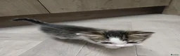 Mixed Breed cats for sale: 1 kittens left - Advert 6