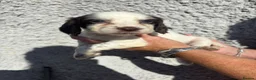 Cocker Spaniel dogs for sale: Cocker spaniel puppys - Advert 19