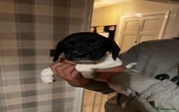 Springador dogs for sale: Adorable springador puppies - Image 4