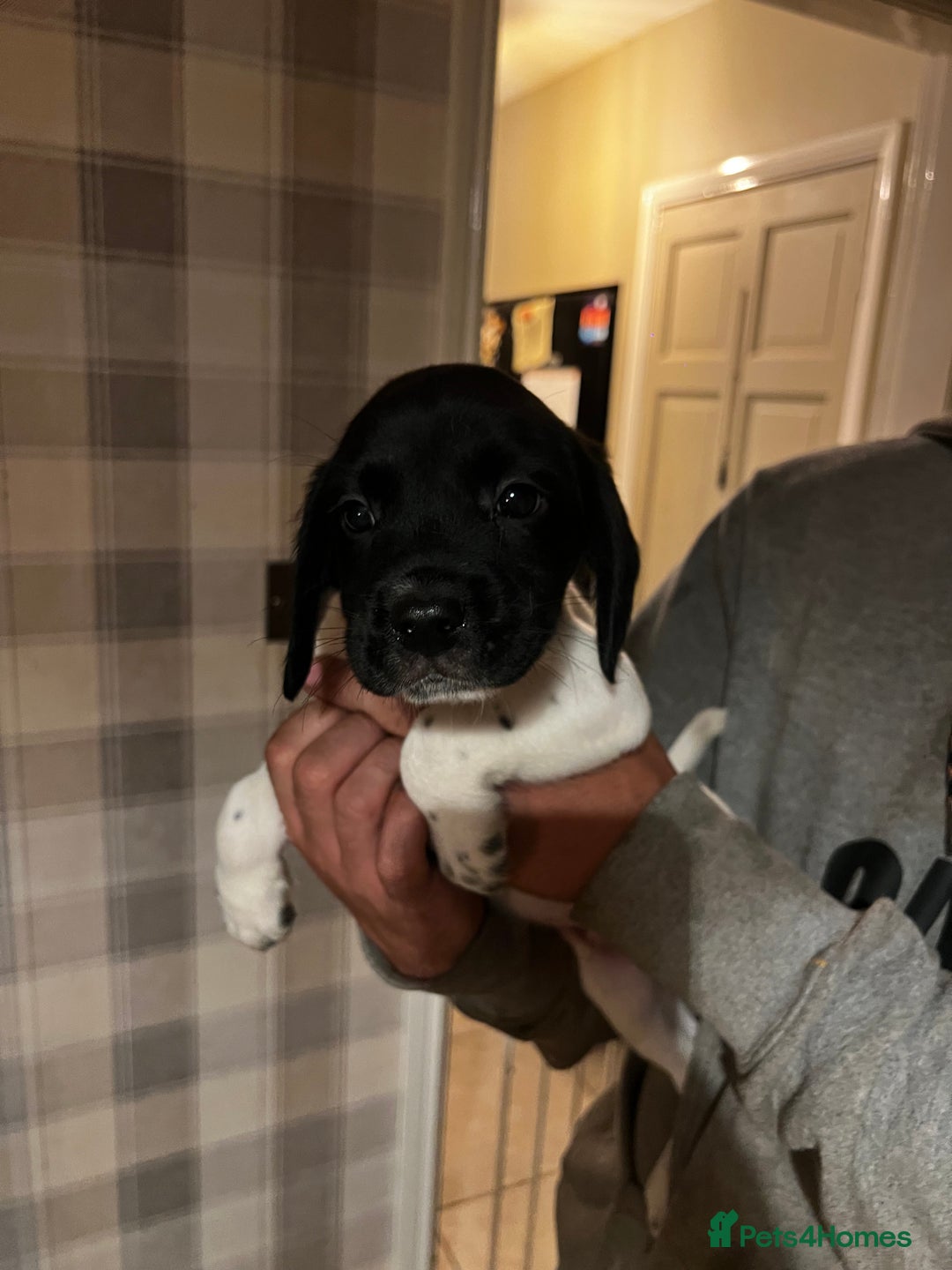 Springador dogs for sale: Adorable springador puppies - Image 4