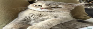 Scottish Fold 1